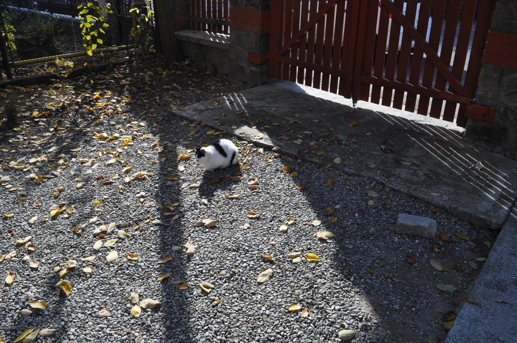Pensiunea Micsunica Sinaia Esterno foto